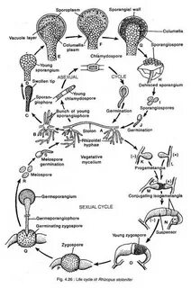 Rhizopus Life Cycle 10 Images - Notes On Classification Of F