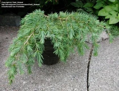 PlantFiles Pictures: Deodar Cedar 'Feeling Blue' (Cedrus deo