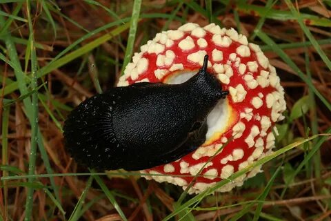 Fabulous fungi and slug-fest at Dundreggan!