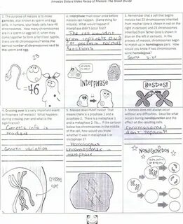 Amoeba Sisters Monohybrid Worksheet / Dihybrid Cross Workshe