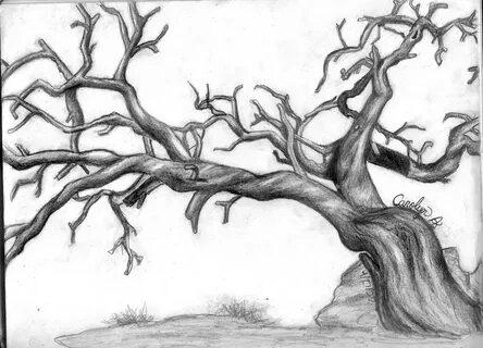 Oak Trees Drawing at GetDrawings Free download