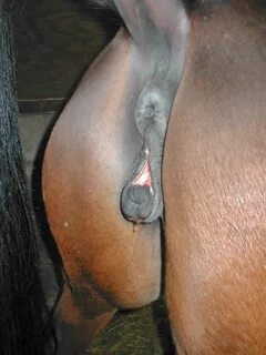 Пизда лошади (89 фото) - Порно фото голых девушек