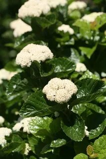 All That Glitters ® - Arrowwood Viburnum - Viburnum dentatum