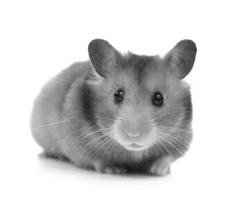 Hamster Information and Care Recommendations - MedVet