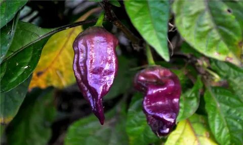 File:Purple Bhut Jolokia Ghost Pepper.jpg - Wikimedia Common