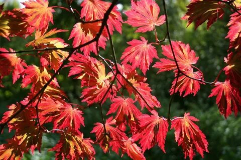 File:Acer japonicum 'Aconitifolium' JPG1b.jpg - Wikipedia Re