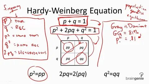 The Hardy-Weinberg Equation Pogil Answer Key : Hardy Weinber