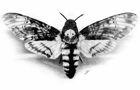 Pin by Jennifer Gonzalez on Ꮥ Ꮸ Ａｔｔｅｒ Moth tattoo, Moth, Haw