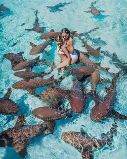 "Swimming with nurse sharks in the Bahamas. " Dreaming Photo