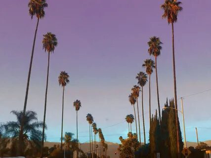 freetoedit cali california palm palmtree image by @megshooks