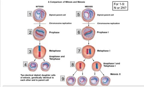 Solved A Comparison of Mitosis and Meiosis MITOSIS MEIOSIS C