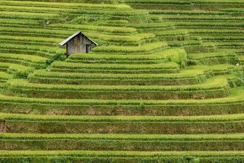 Sunny Rice Fields With Houses On Top Of Hills by Bisual Stud