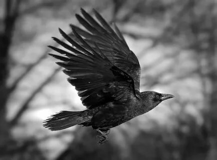 As the Crow Flies BW by Violet-Kleinert.deviantart.com on @d