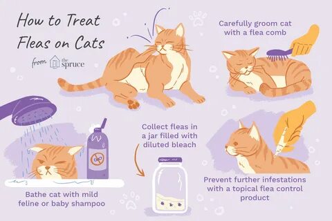 How To Get Rid Of Fleas On Cats - Ichigokids