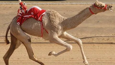 Camel racing in the Gulf: A market worth millions - Project 