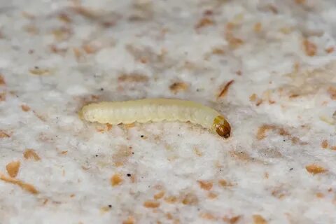 Kleine weiße Würmer im Badezimmer " Bestimmen & bekämpfen