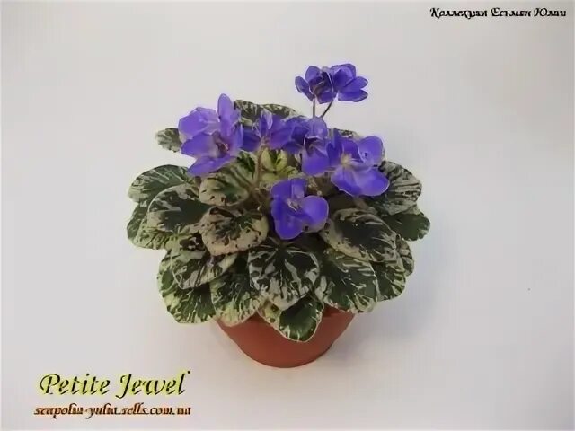 🌸 Фиалка Petite Jewel Селекционер:.. ❀ "Фиалочка" в Краматор