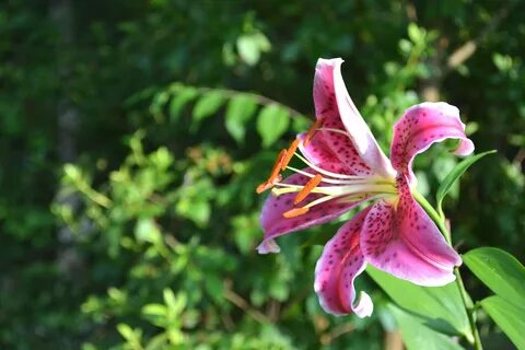 3840x2160 wallpaper closeup photo of stargazer lily Peakpx