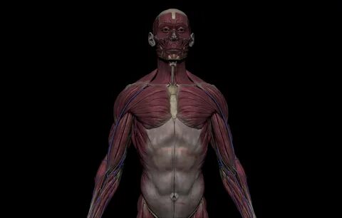 Human Anatomy Wallpaper Model 3d zflas