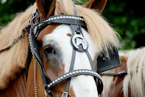 Horse,bridle,headstall,closeup,equine - free photo from need
