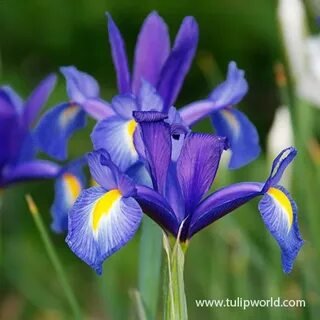 Discovery Dutch Iris Tulip World 35121