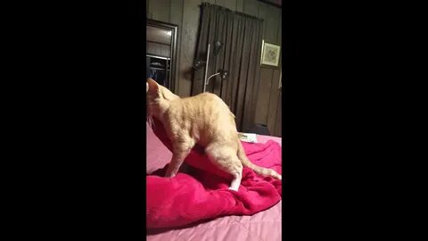 Ricci the masterbating cat - YouTube