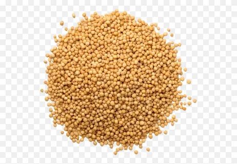 Mustard Seeds Without Bag Alfalfa Sprouts Seeds, Rug, Food, 