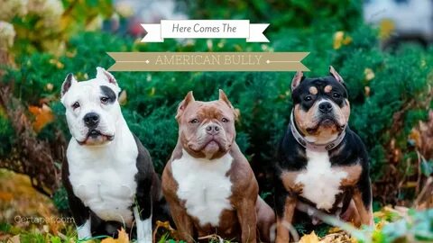 American Bully Wallpaper posted by Christopher Simpson
