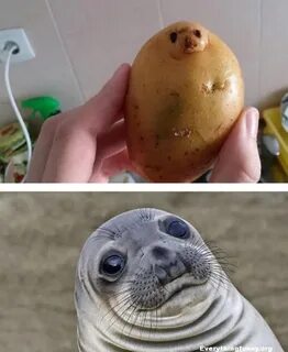 Lol! Potato Looks Like Seal Meme #funnythingsthatlooklikeoth