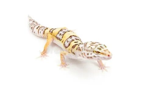 Bell Albino Leopard Gecko stock photo. Image of isolated - 1