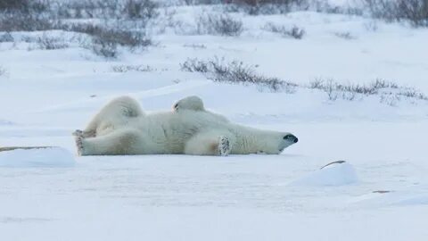Chill out with Polar Bears - YouTube