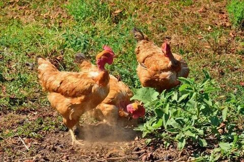 Turken (Naked Neck) Chicks for Sale Chickens For Backyards