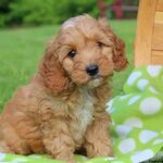 Mini Cocker Spaniel Puppies For Sale In Texas - Inspiration 