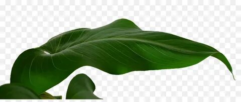 Banana Leaf Clipart png download - 1800*740 - Free Transpare
