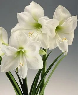 white amarylis Amaryllis flowers, Bulb flowers, Amaryllis ch