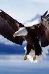 Скачать обои Белоголовый орлан (Американский орёл) (640x960)