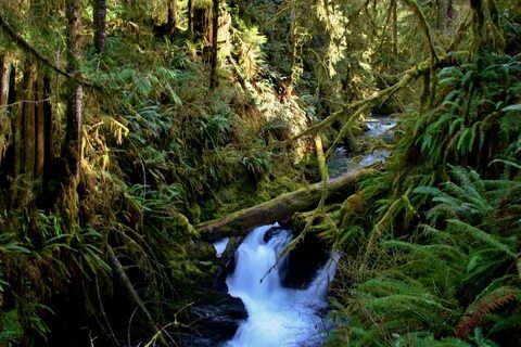 Come out and Relax in the Quinault Rain Forest - SouthSoundT