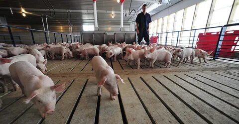 Feeding DDGS diets impact swine health National Hog Farmer
