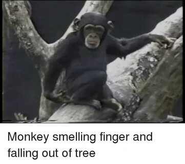 🐣 25+ Best Memes About Monkey Smelling Finger Monkey Smellin