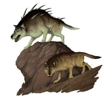 Волк (Wolf) GURPS_Wiki Fandom