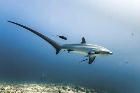 Thresher sharks Wide-eyed and whiptailed - DIVE Magazine