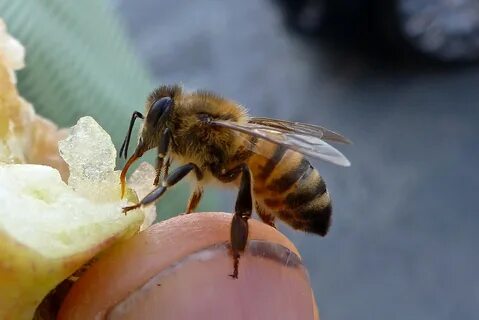 Особенности характера итальянской пчелы