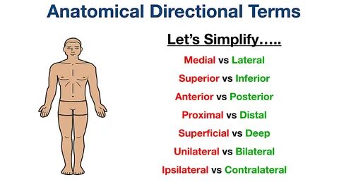 Anatomical Position and Directional Terms: Definitions, Example Labeled Diagrams