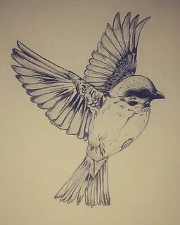 Realistic Flying Bird Drawing - Draw Sketch Out