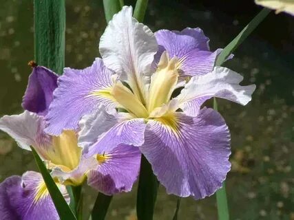 Louisiana Irises - My Favorite Pictures - Part 1.