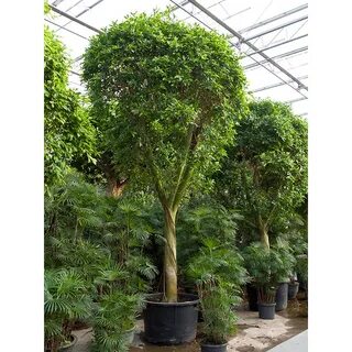 Растение горшечное Фикус/Ficus nitida заказать в онлайн-мага