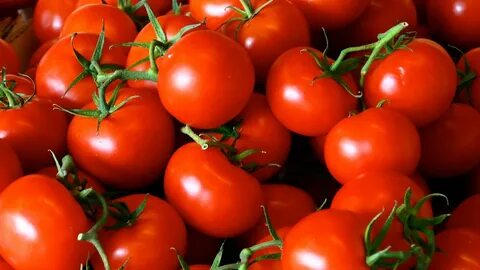 This Island Eco-Farm Is Growing Britain's Sweetest Tomatoes