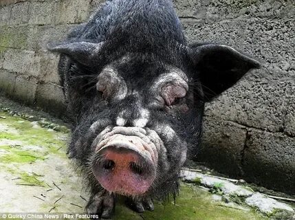 Who are you calling an ugly pig? The hideous hogs discovered