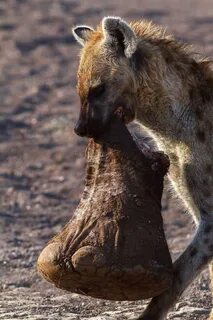 Nothing to see here, just a hyena eating an elephant foot (P