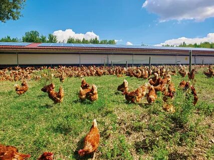 Бизнес план на разведение куриц и цыплят на мясо и яйца